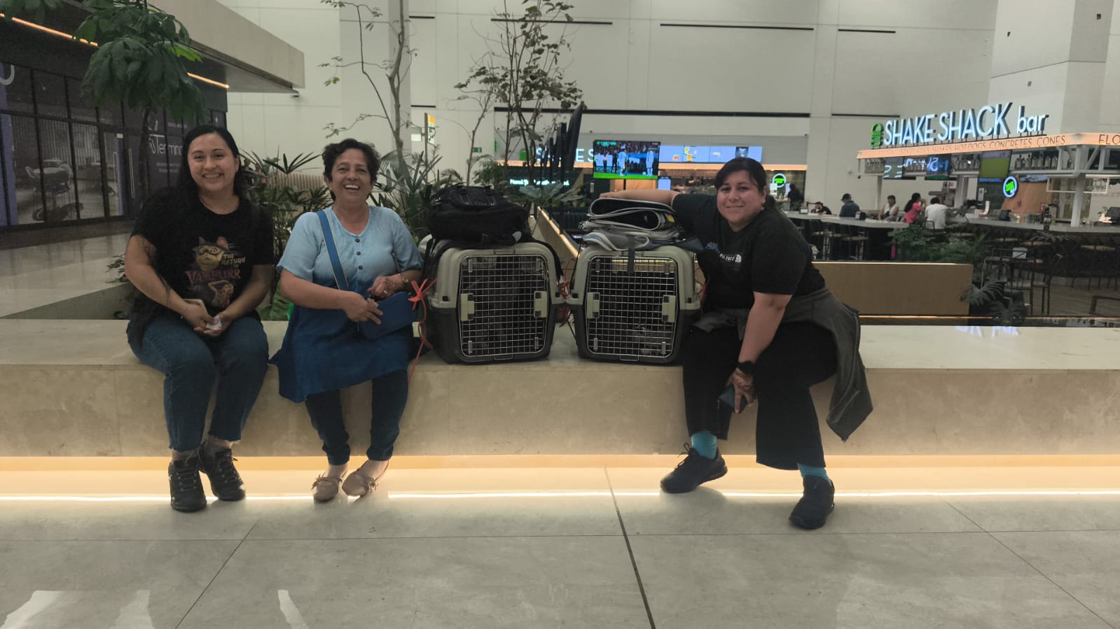 Mascotas trasladadas por Petstravel entre Santiago y La Unión